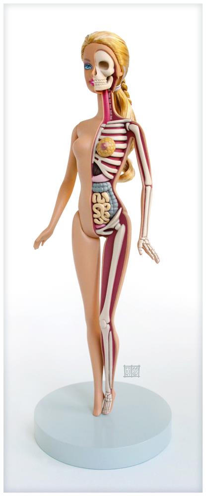 Anatomical Barbie Anatomical Barbie